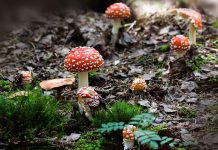 Die Magie des Waldes – Erholung und Entspannung unter Baumwipfeln