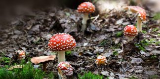 Die Magie des Waldes – Erholung und Entspannung unter Baumwipfeln